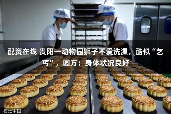 配资在线 贵阳一动物园狮子不爱洗澡，酷似“乞丐”，园方：身体状况良好
